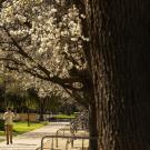 Students walk along the flowering tree-lined path along Ghausi Hall.