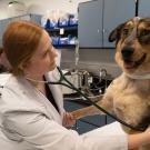 A female resident at the School of Veterinary Medicine uses a stethiscope during a checkup on a large dog