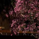 Students pass the blooming magnolia tree outside Briggs Hall on February 22, 2023.