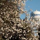 Blooming flowers in foreground with a water tower in the background, under a clear blue sky.