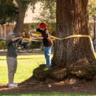 Two people tying a yellow ribbon around a large tree in a sunny park