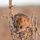 Closeup of endangered salt marsh harvest mouse on marsh plant