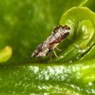 A grey/brown insect in the middle of bright green leaves. 