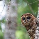 Brown owl peeking from birch tree amid green forest