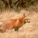 Sierra Nevada red fox in dry Sierra Nevada grassland