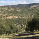 View of hills covered in olive groves. A person standing in middle distance. 