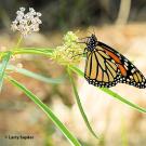 An orange, black and yellow butterfly feeds on a flower while perched the stem. 