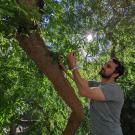 UC Davis professor Alessandro Ossola reaches into canopy of tree in urban garden