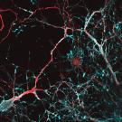 A delicate network of white, blue and red tendrils against a black background. 
