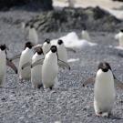 Group of Adélie penguins walking on a rocky Antarctic shore with snow and ice