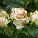 Cream roses with browned edges from Botrytis cinerea, or gray mold, and unopened buds amid green foliage. Botrytis cinerea, or gray mold, can attack hundreds of plants, causing an estimated 5% to 10% crop loss across many fruits, vegetatbles and flowers. (Adobe stock) 