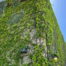 Boston ivy vines grow over the surface of a building