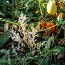 Ripe red and yellow tomatoes nestled in green foliage with several sprouts of white and purple branched broomrape sprouting underneath the plant. (Jael Mackendorf/UC Davis)