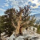 Bristlecone pine tree on rocky terrain under blue cloudy sky