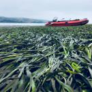 seagrass spreads across bay with red boat in background