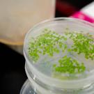 Green seedlings grow in a circular plastic dish on a lab bench. 