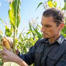 Man with short dark hair stands in a field of maize and examines an ear of corn. 