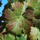 photo of grape leave with red blotches from red blotch disease