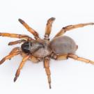 Dorsal view of brown spider with light brown legs on white background. This trapdoor spider, named after Stephen Colbert, has an outsized genome. (Jason Bond/UC Davis))