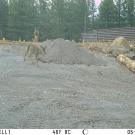 Deer walk along an overpass wildlife crossing in photo from wildlife camera