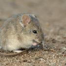 Small gray-brown mouse nibbling on sandy ground