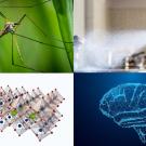 A crane fly on a green leaf, a person spraying cleaning solution, a molecular structure, and a brain illustration.
