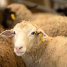 Close-up of a sheep with a tag in its ear, surrounded by other sheep. Sheep with NM Ranch in Auburn. The herd was part of a field day event to demonstrate livestock handling that is beneficial for both the sheep and the rancher. (Gregory Urquiaga / UC Davis)