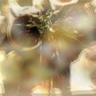 Abstract photograph of blurred golden reflective spheres and soft bokeh light