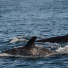 Gray patches cover the back. of a killer whale partly submerged in the ocean