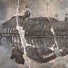 Fossilized skeleton of the marine amphibian Gerrothorax maritimus with detailed ribs embedded in gray rock slab