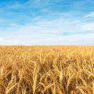 Field of wheat under blue sky