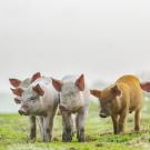 four pigs in a field of grass