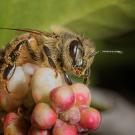 honey bee closeup on berry