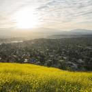 yellow wildflowers in foreground overlooking homes in Los Angeles at sunrise