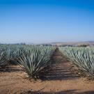 Rows of agave