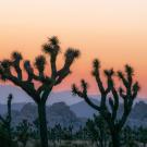 peach and purple sunset over Joshua tree silhouettes