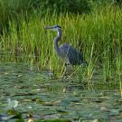 Green Wetland showing a blue heron