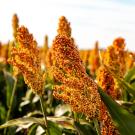 A field of grains with orange-red seed heads. 