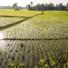 Green rice plants in paddy fields with palm trees in the background.