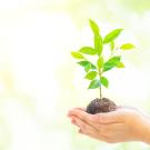 Green young plant being held in hand.