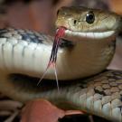 Eastern brown snake