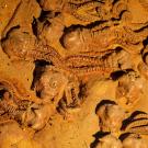 Fossil remains of flower-like animals with stalked bodies on a brown rock background