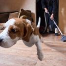 Dog leaps away from vacuum cleaner