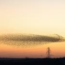 Stock image of a cloud-like flock of starlings at sunset. 