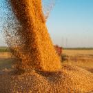 Golden grain being harvested and processed with blue sky in background..