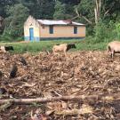 primates and livestock share space outside a residence in Ghana