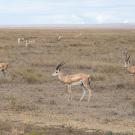 A herd of several deer-like horned animals on grassland