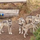 Gray wolves at the Oakland Zoo