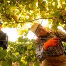 Two people harvesting grapes beneath sunlit vines