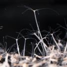 Translucent stalks with fine tentacles rise from the bottom of the screen against a black background. 